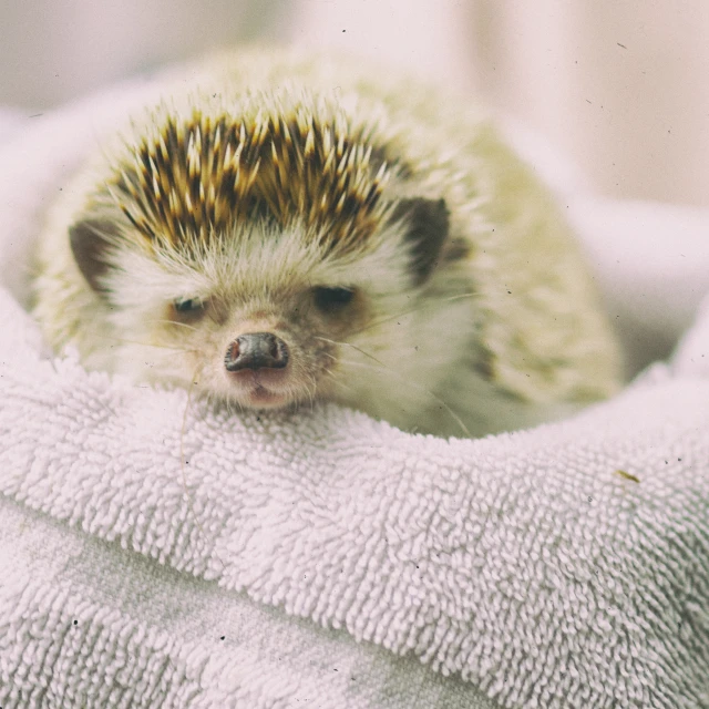 a hedgehog curled up on a towel as it peers out from under the blankets