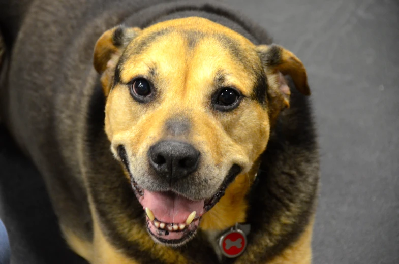 a smiling brown dog wearing a collar