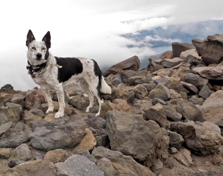 a white and black dog stands on rocks near the ocean