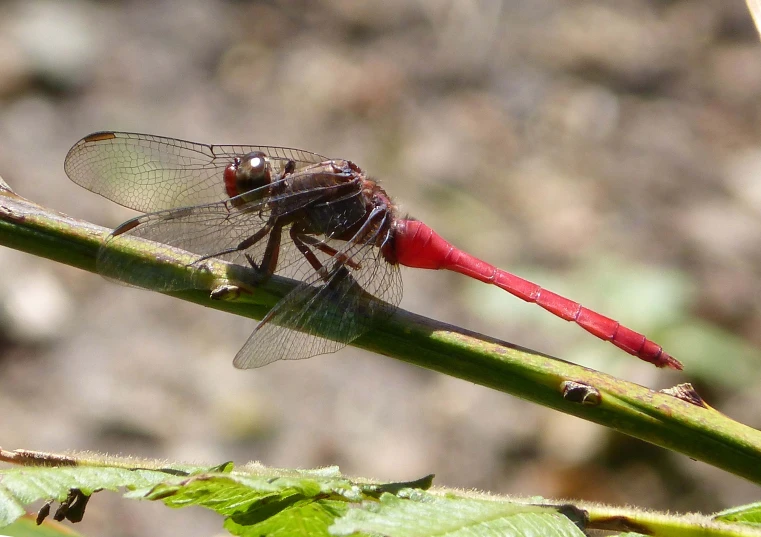 a dragon fly sitting on a stem in the sunshine