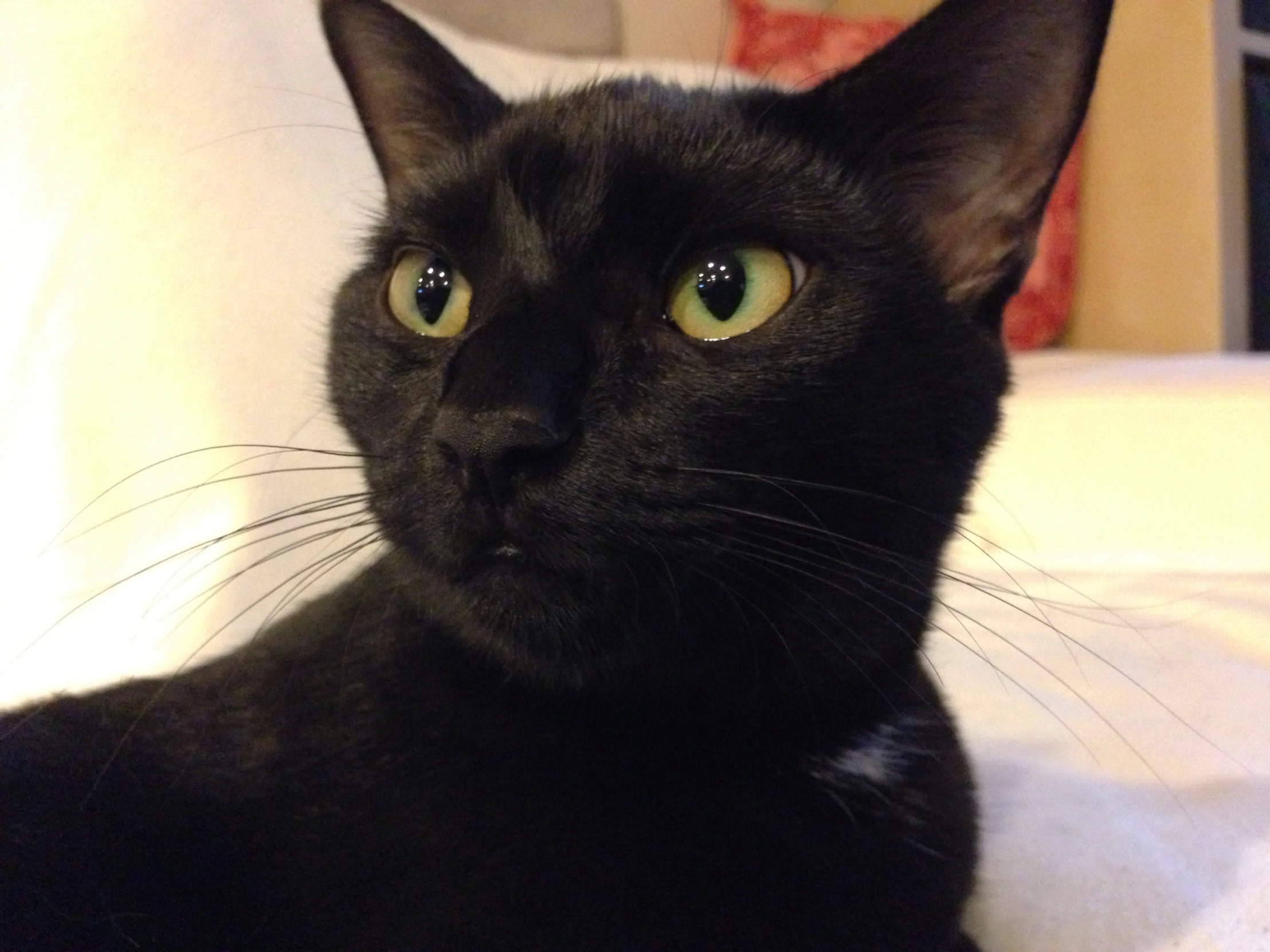 a black cat looks to the side while lying on top of a blanket