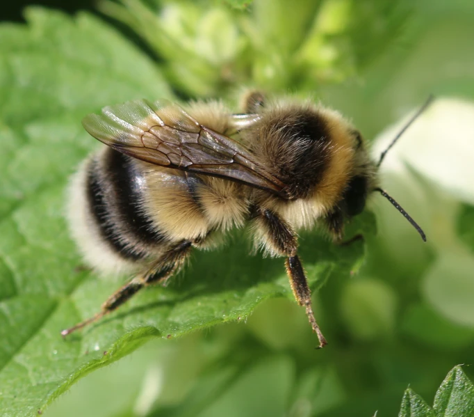 a close up of a bee on green leaves