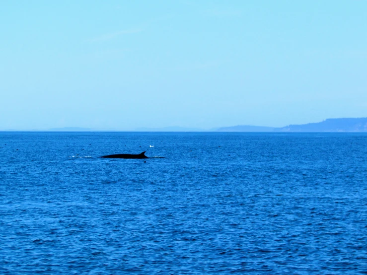 two dolphins swimming in a blue sea under a blue sky