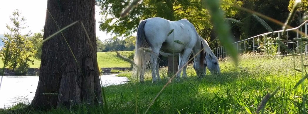 a white horse grazing under trees in front of a lake