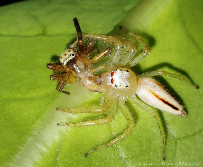 a jumping spider with a light colored body sitting on a green leaf
