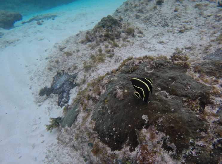 a underwater scene shows a sea squirt and coral