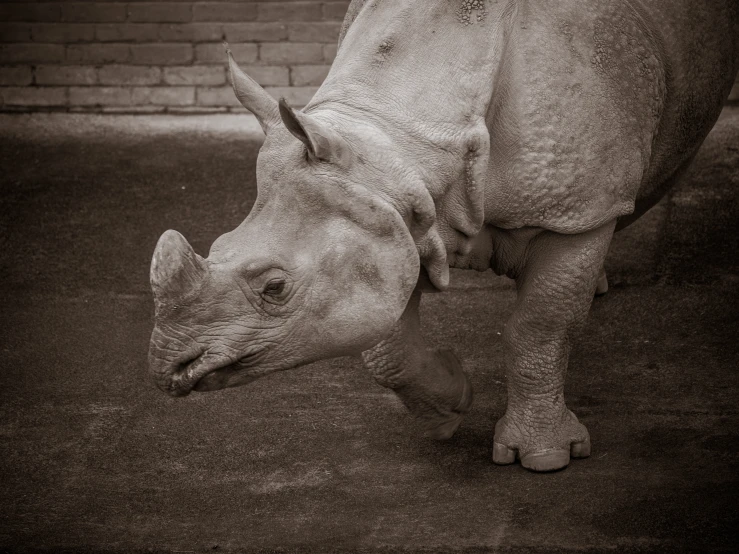 a small white rhino is looking down at the ground