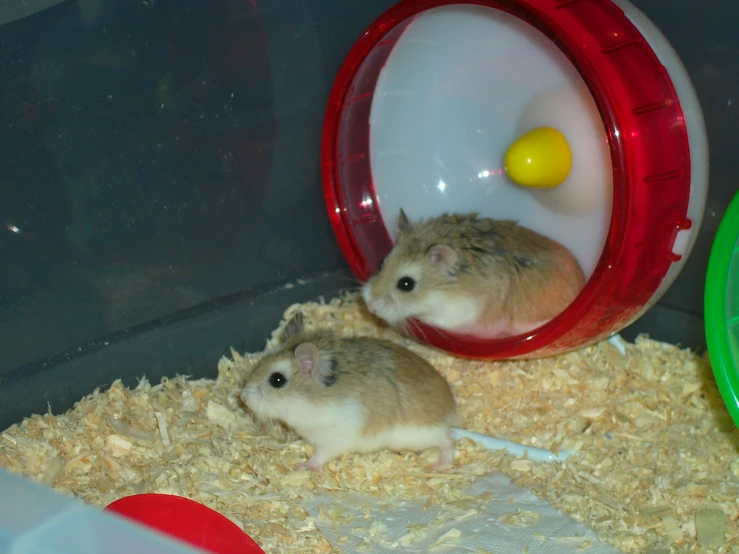 two hamsters in a cage with hay and a ball