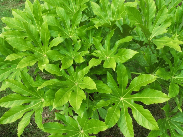 an image of some green plants growing in the grass