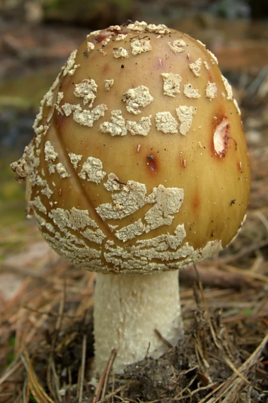 a brown mushroom with lichens on it is sitting on the ground