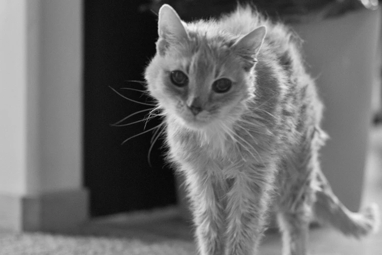 a black and white po of a cat on the floor