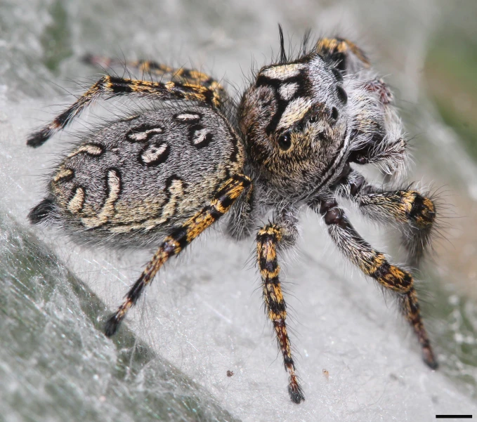 close up of a jumping spider on a stone