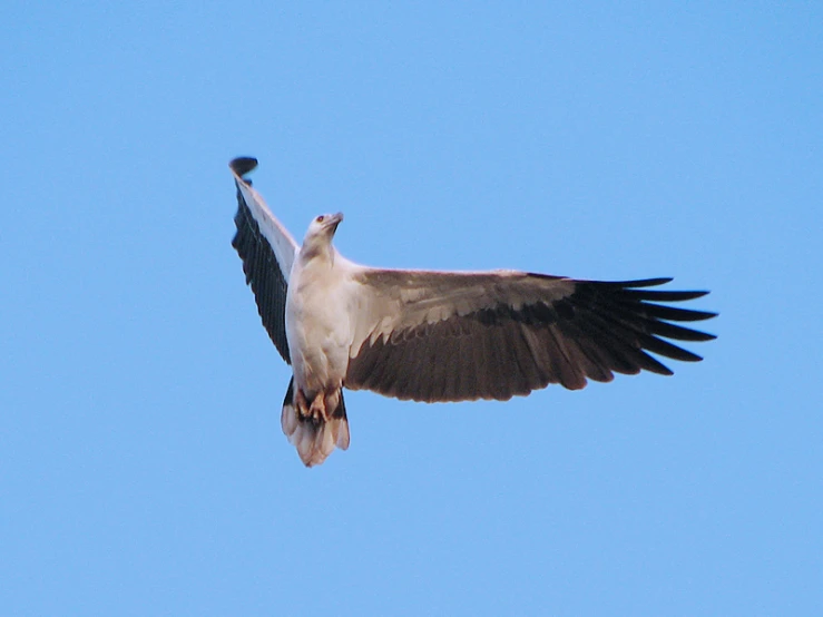 a bird is flying through the sky in the day