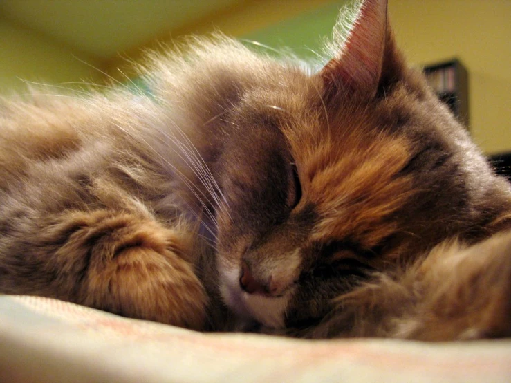 a very cute fluffy cat sleeping on top of a bed