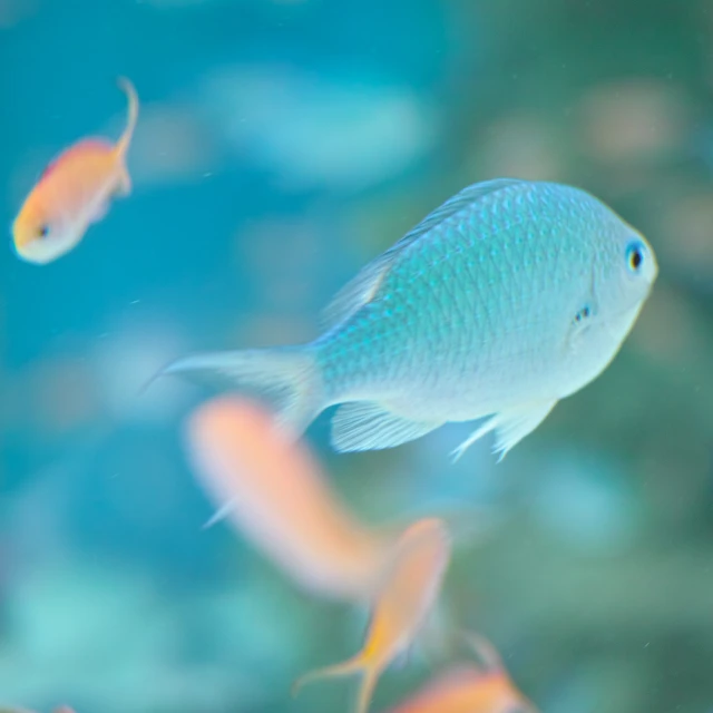 some very pretty little colorful fish in a small aquarium