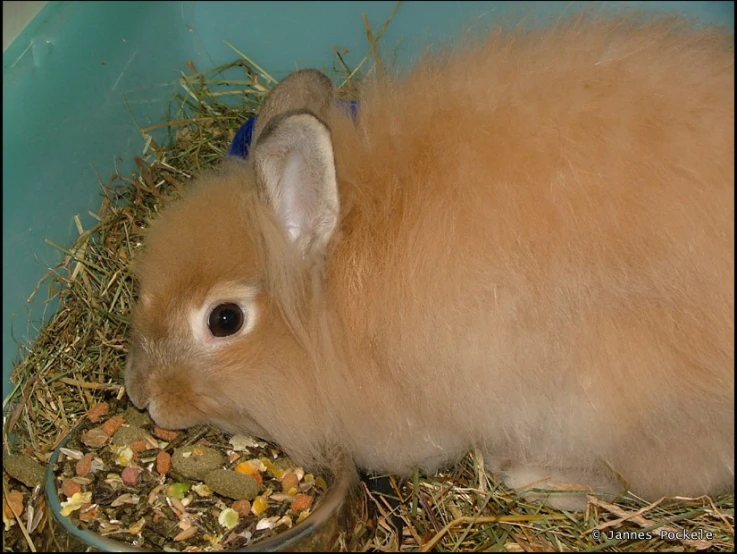 an animal with a bowl next to it eating hay