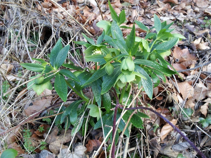 the leaves are green in color and a plant in the background