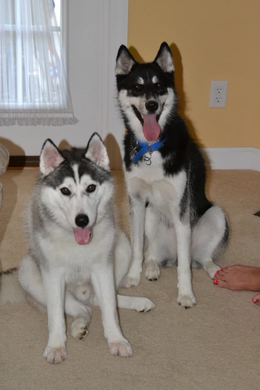 the three dogs sit on the floor and smile