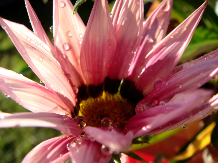 this po depicts a pink daisy with water droplets on it