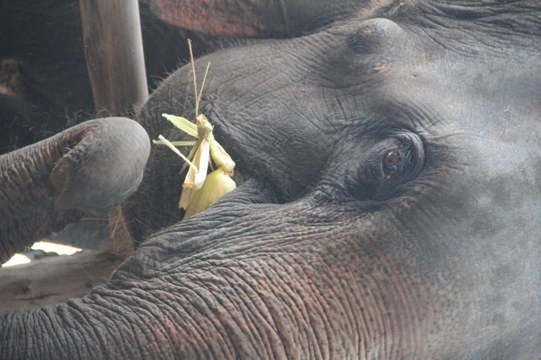 an elephant has some kind of flower in its trunk