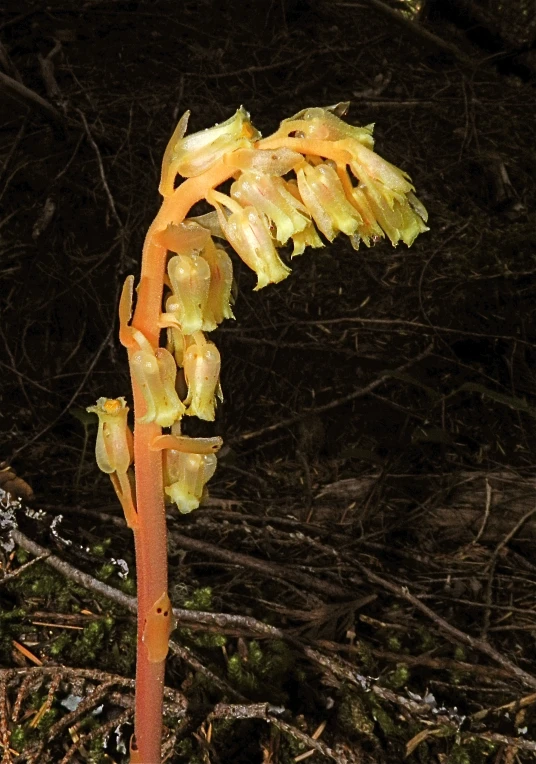 an odd looking flower on the side of a hill