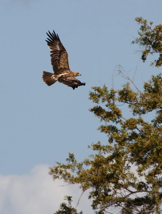 a large eagle flies high in the sky