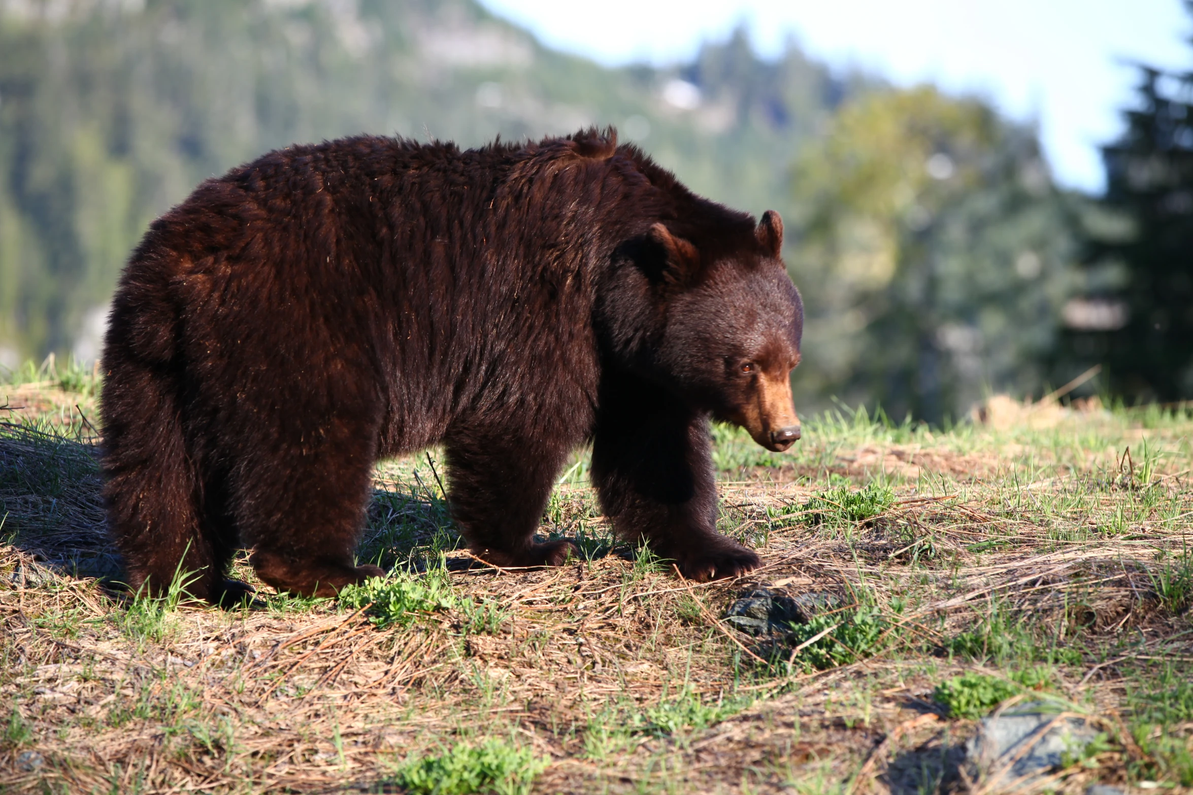 a large brown bear is walking through a meadow