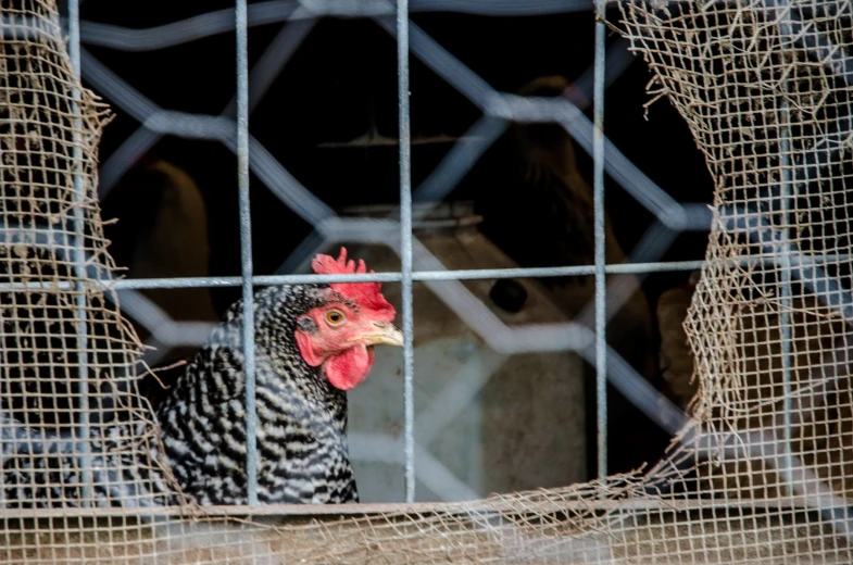 a chicken inside a cage with another animal behind it