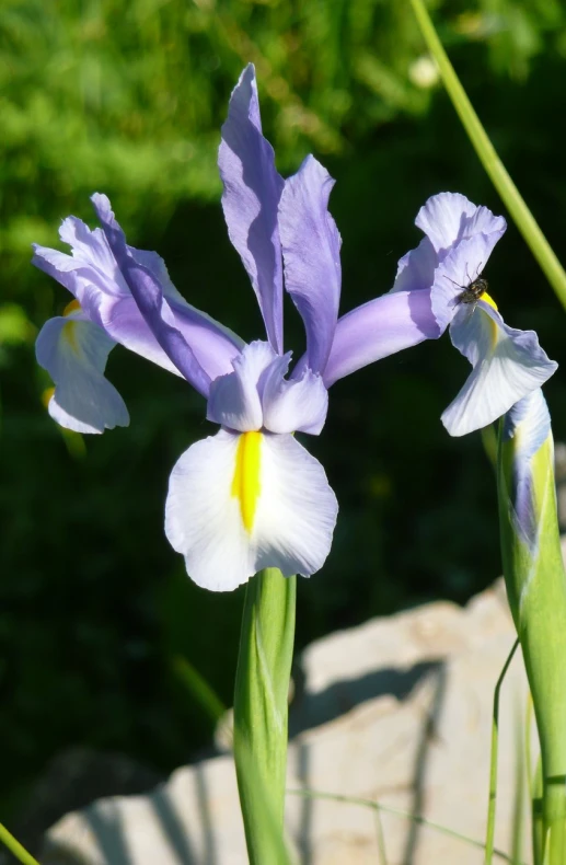 two flowers growing through tall grass next to a stone