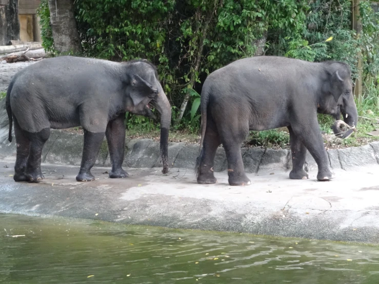 two elephants are standing on some concrete near water