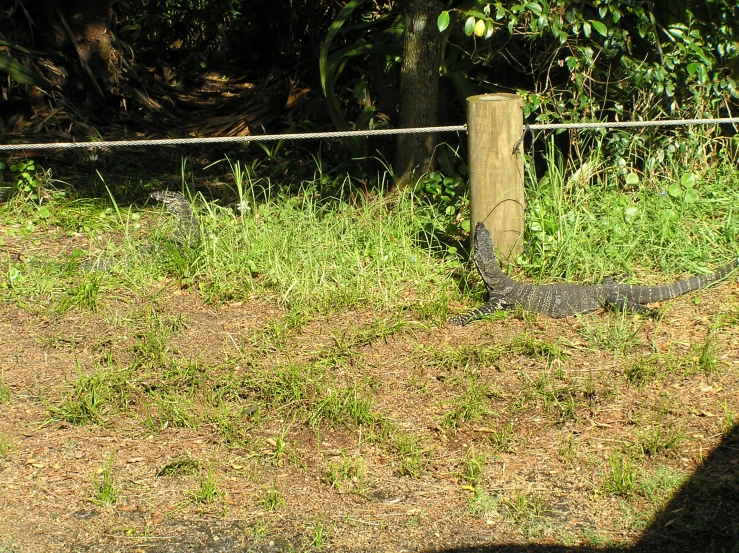 an image of an animal that is in the grass