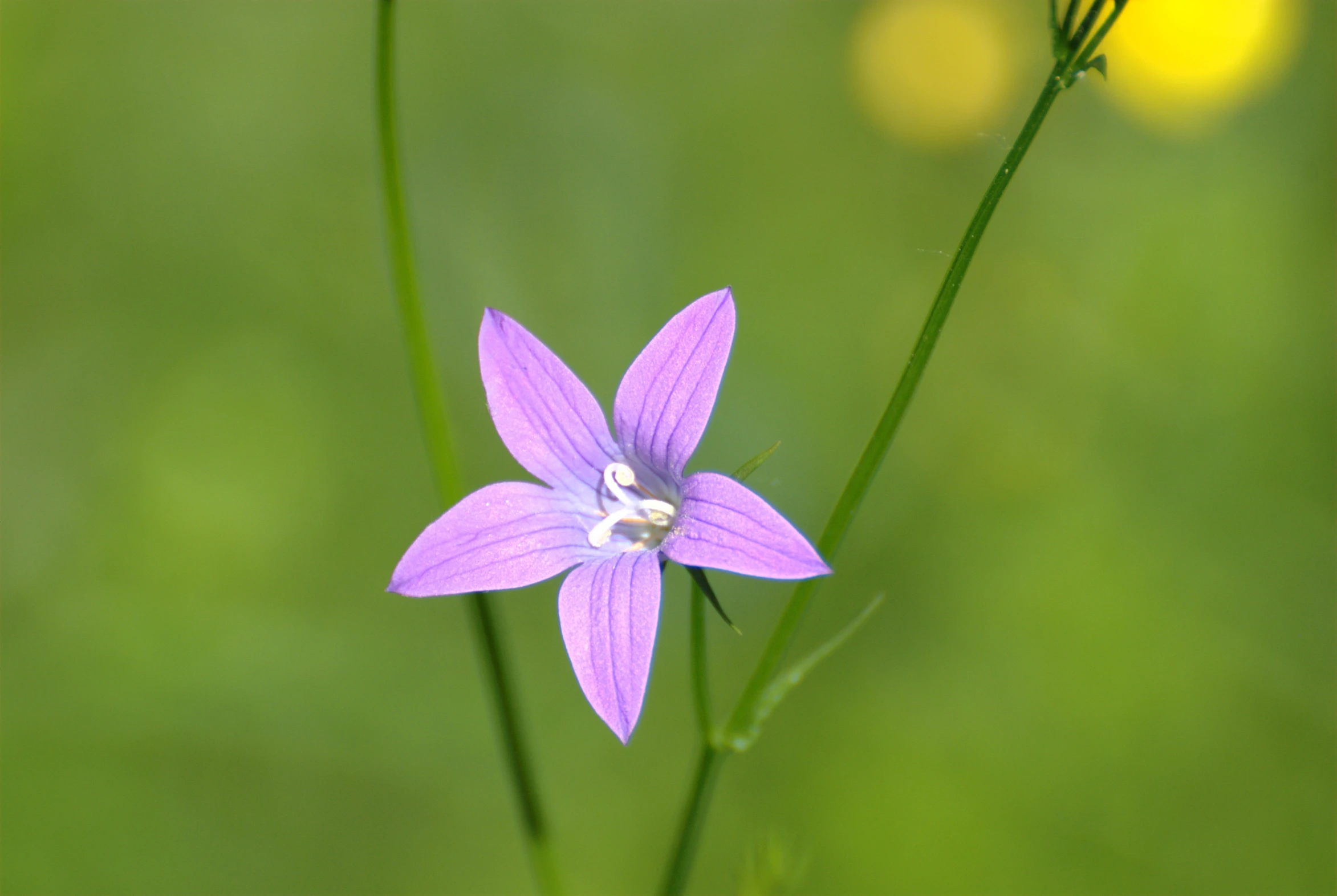 this purple flower has very long, thin stem