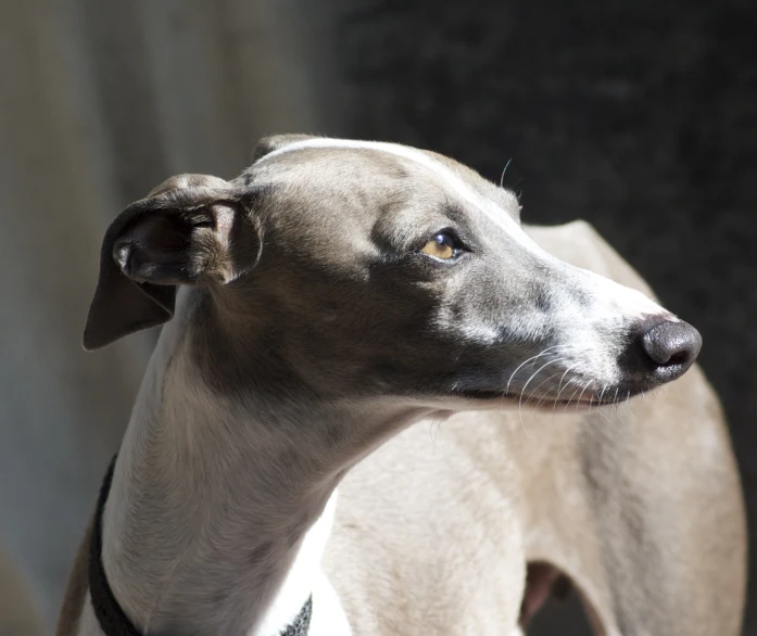 a dog in a white and brown color with black accents looks ahead while standing on a porch