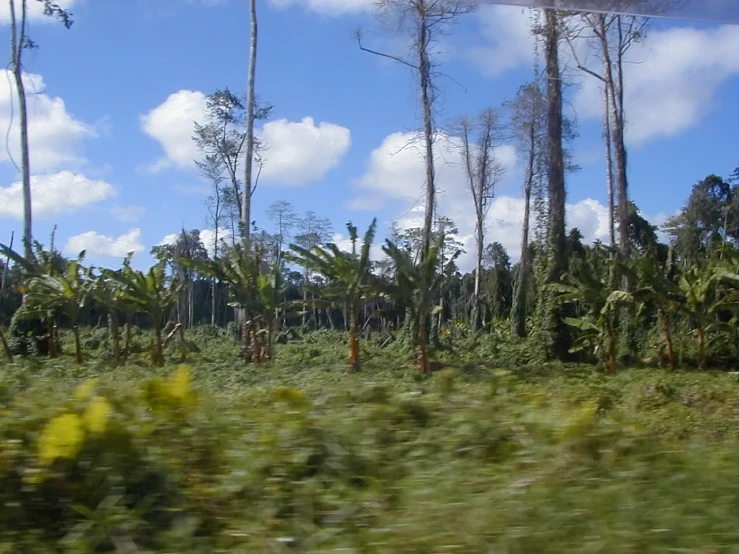 the grass is growing tall with many trees