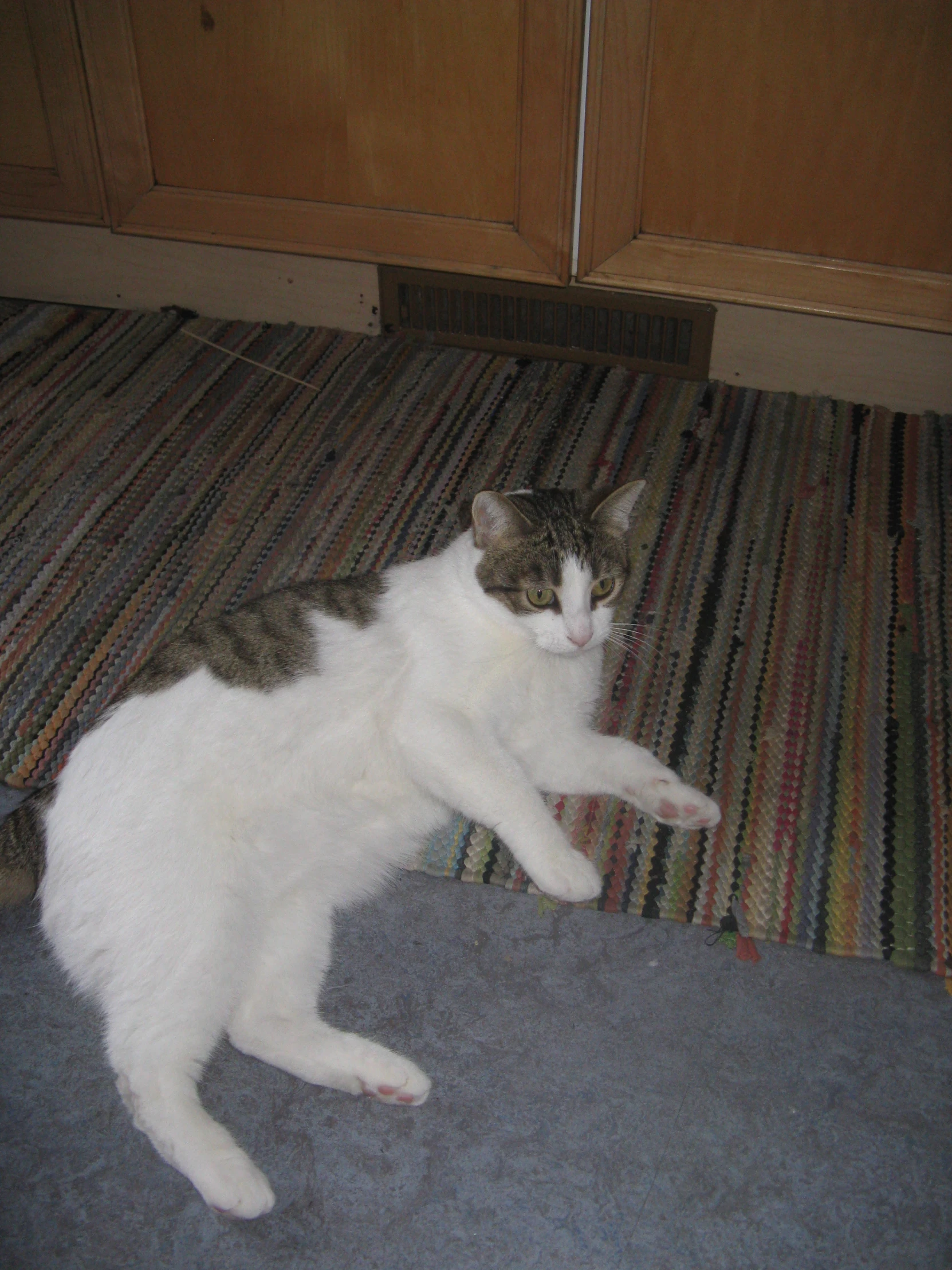 a cat on the floor by some cabinets