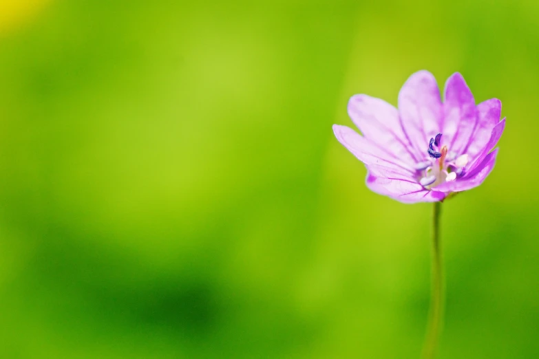 a single purple flower is blooming in a green field