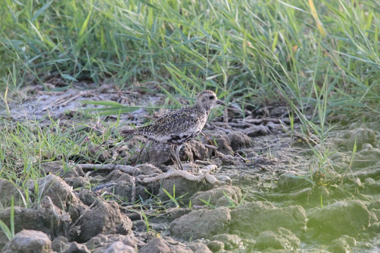 there is a small bird that is in the grass