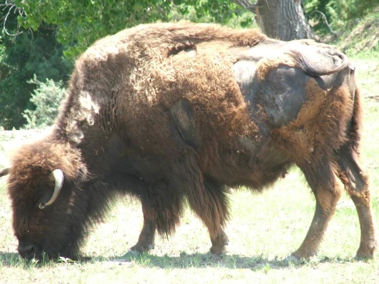 an animal that is eating grass in the wilderness