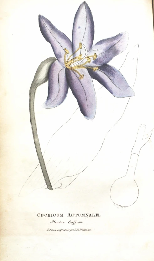 an illustrated drawing of a flower with a long stem