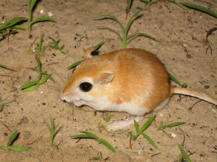 small brown and white animal sitting in the dirt