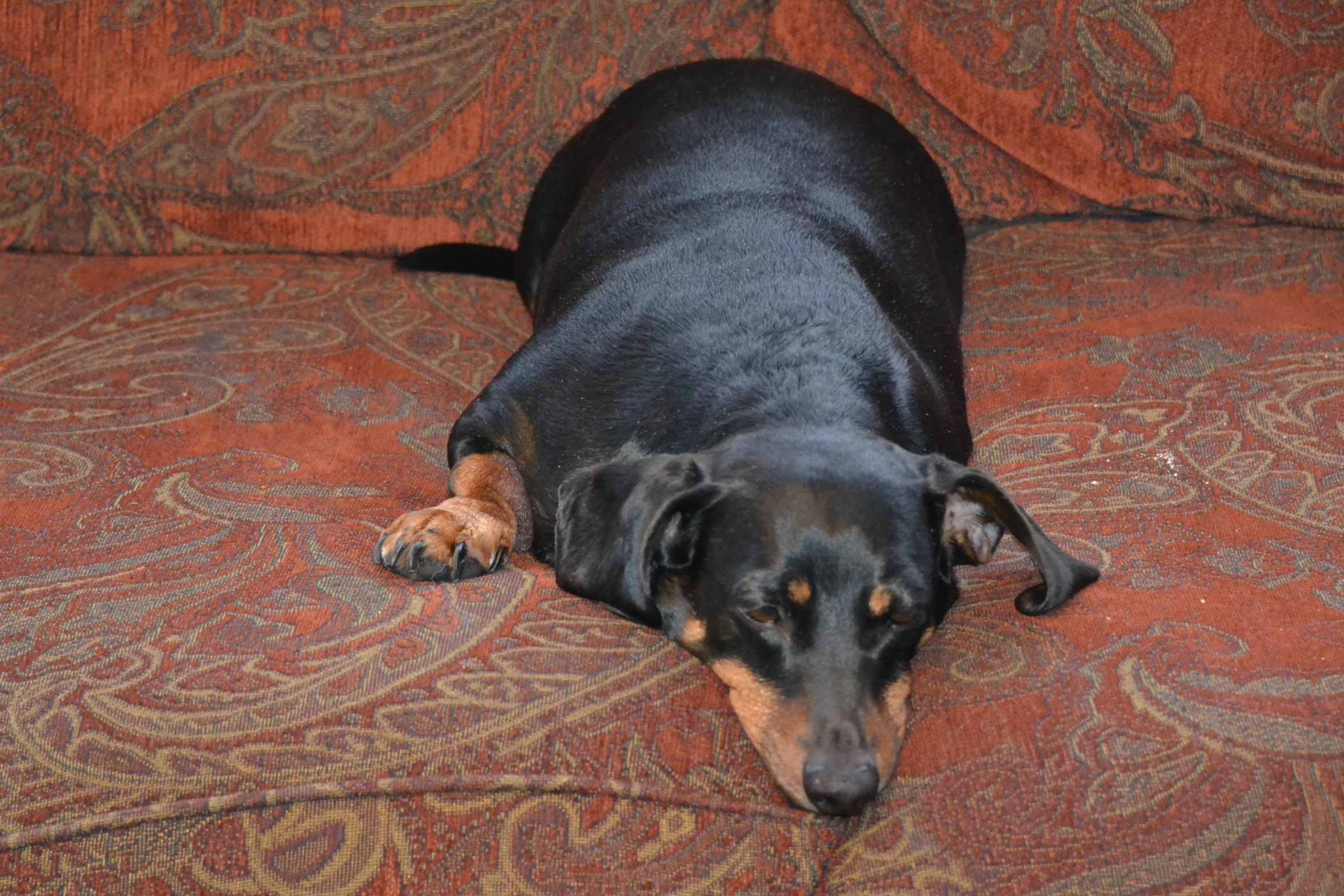 a dog rests on the couch while chewing on soing