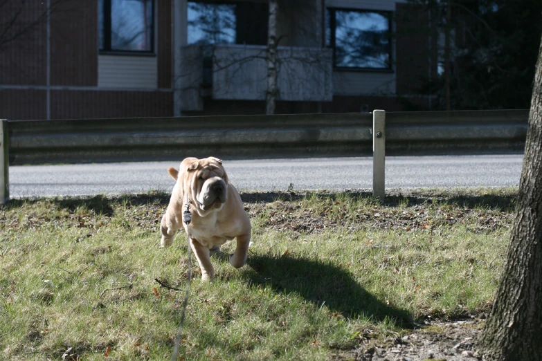a tan dog running down the grass in front of a house