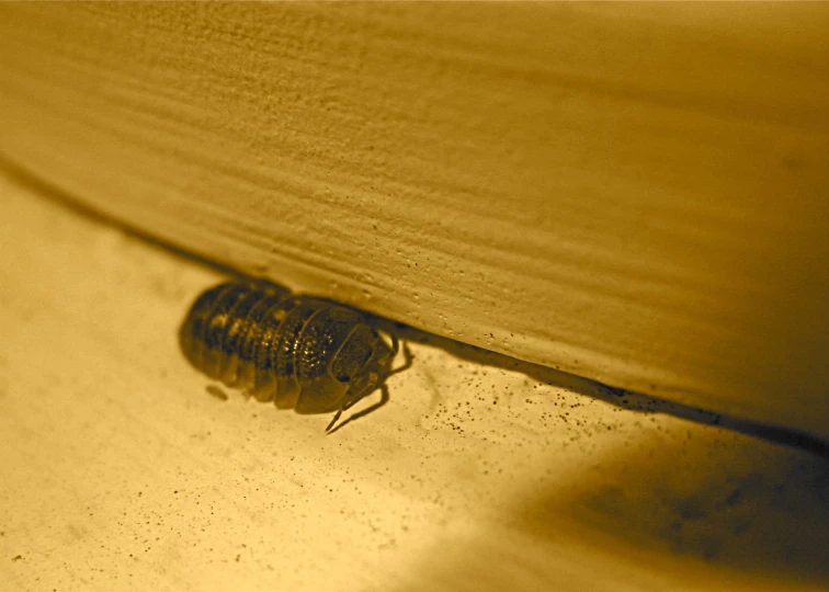 a bug sitting on the edge of a wall