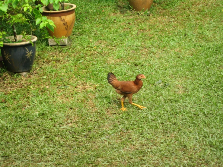 chicken standing alone on green grass in the garden