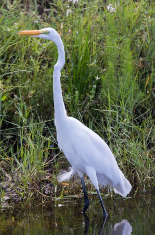 a white egret walks through shallow water by a grassy area