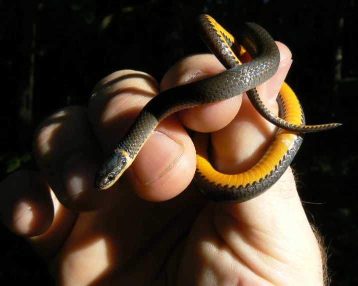 the small yellow and gray snake is being held in the palm of someone's hand
