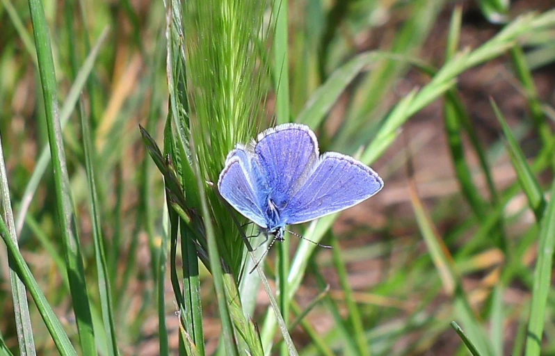 a purple erfly rests on the stalk of some tall grass