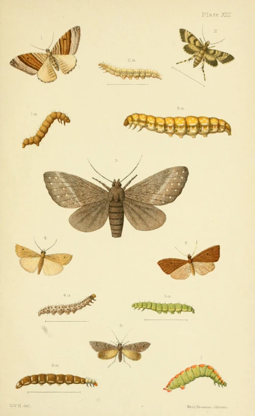 a bunch of moths and caterpillars in different colors