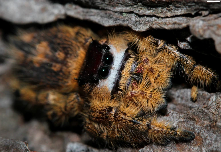 a large, fuzzy looking insect peeking out from underneath a rock