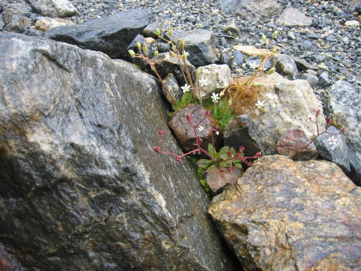 a few plants growing out of some rocks